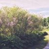 Coyote Willow #2 - Image 2